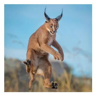 😄 emoji Шлепа Telegram sticker 18 of 22