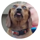 ❤️ emoji Stupid Dogs @StikeryTG Telegram sticker 12 of 30