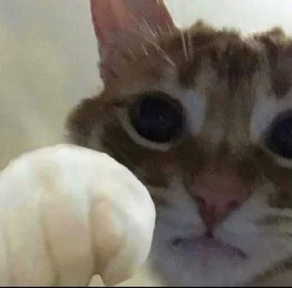 🤜 emoji @im13yo cats Telegram sticker 13 of 46