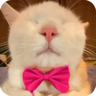 🐱 emoji Ээяхыхыхы Telegram sticker 2 of 17