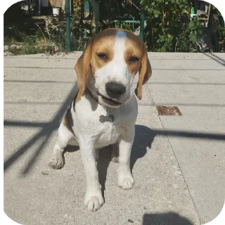 👍 emoji archikmypupsik Telegram sticker 9 of 57