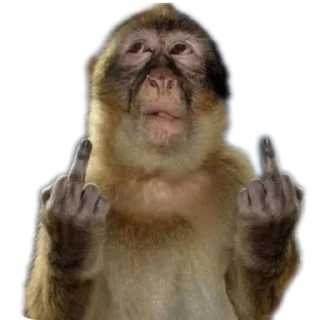 🖕 emoji Слейні монкіс 💅🏻🙄 Telegram sticker 20 of 96
