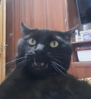 Sticker from Семён любимый котек