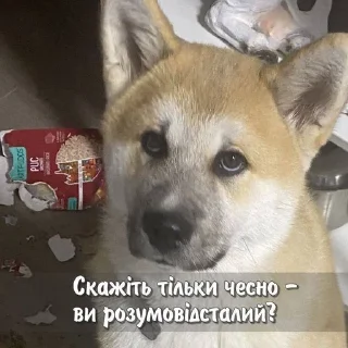 🌟 emoji життя воно таке Telegram sticker 23 of 120