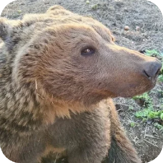 🐻 emoji my mems sticker Telegram sticker 14 of 15
