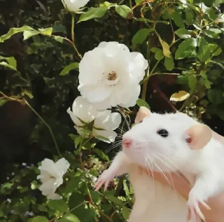 🐁 emoji ✦ ָ ֙⋆ rats by @paradoxstickers Telegram sticker 22 of 25