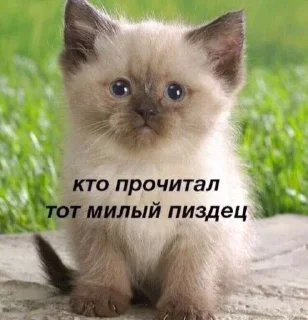 🤍 emoji шаурмяу Telegram sticker 24 of 43