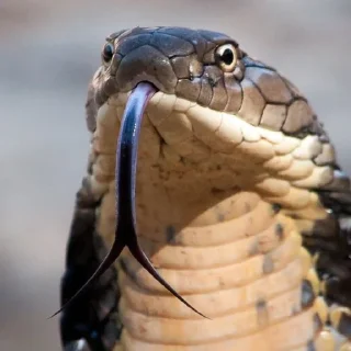 🐍 emoji У нас есть ручки :D Telegram sticker 19 of 55