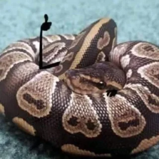 🐍 emoji У нас есть ручки :D Telegram sticker 23 of 55