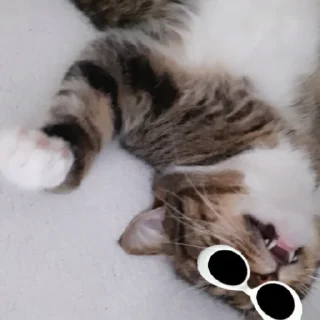 😵 emoji Кошка and Балу Telegram sticker 2 of 23