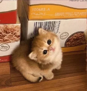 🌟 emoji котяяяятки Telegram sticker 19 of 61