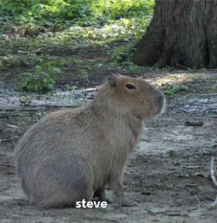 👍 emoji capybara Telegram sticker 17 of 29