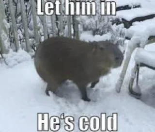 🥶 emoji capybara Telegram sticker 11 of 29