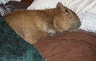 💤 emoji capybara Telegram sticker 14 of 29