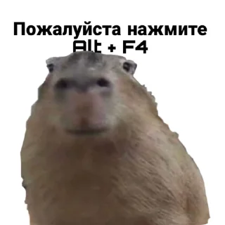 💀 emoji Capybara228 Telegram sticker 15 of 27