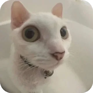 🐱 emoji Ник не придумал Telegram sticker 20 of 65