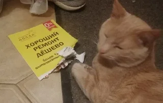 🌟 emoji рыжий и полосатый Telegram sticker 20 of 56