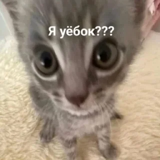 🙄 emoji мили котики и пёсики Telegram sticker 14 of 22