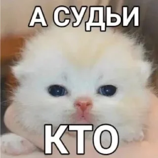 🧕 emoji мили котики и пёсики Telegram sticker 10 of 22