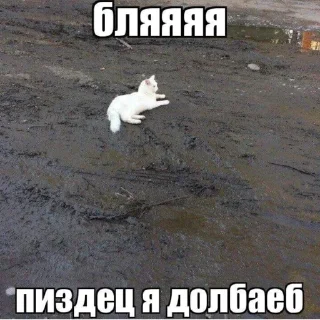 🏋️‍♂️ emoji мили котики и пёсики Telegram sticker 11 of 22