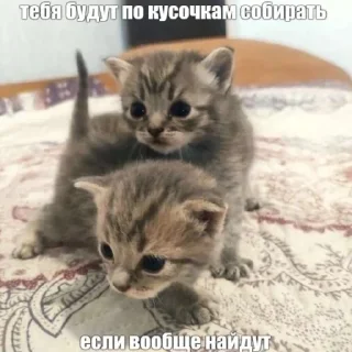 😘 emoji мили котики и пёсики Telegram sticker 2 of 22