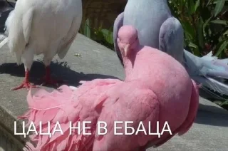 🌟 emoji Да, треш Telegram sticker 7 of 53