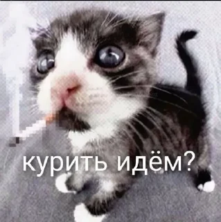 😼 emoji Мемасики).).) Telegram sticker 21 of 55