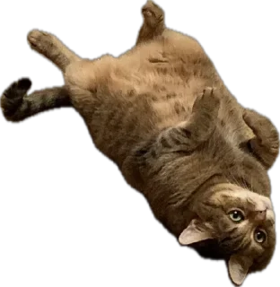 😌 emoji мои китики Telegram sticker 14 of 77