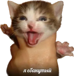 Sticker from разум чист голова пуста / @jfusq