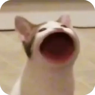😵 emoji Наш канал — @koshkii_kotiki Telegram sticker 5 of 16
