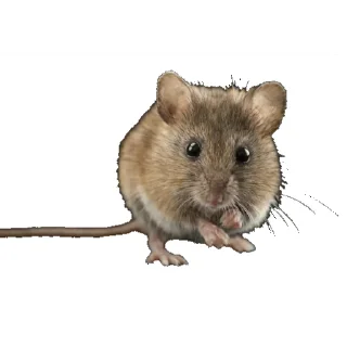 🖕 emoji Кто я такой что если делаю такие стики Telegram sticker 24 of 26