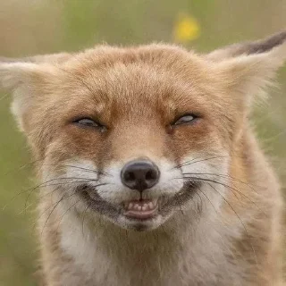 🌟 emoji The Fox @AttackOfTendern3ss Telegram sticker 6 of 108