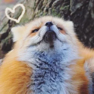🌟 emoji The Fox @AttackOfTendern3ss Telegram sticker 21 of 108