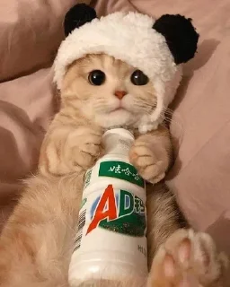 😼 emoji closticks9! @clothing_insider Telegram sticker 16 of 30