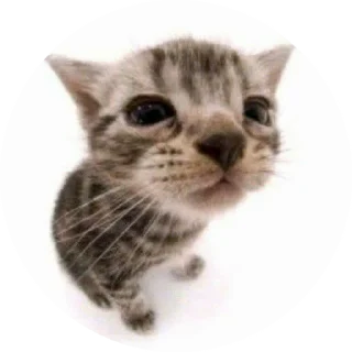 🌟 emoji Пон Telegram sticker 8 of 13