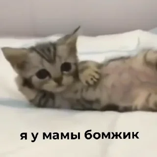 💯 emoji Чебурек Telegram sticker 9 of 20