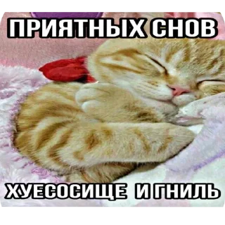 Sticker from Злые коты