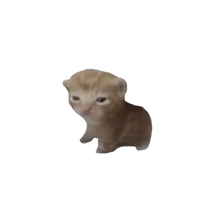 🐈 emoji gatos Telegram sticker 13 of 51