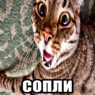 🌟 emoji Создатель Ярослав Telegram sticker 23 of 106