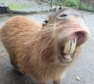 😨 emoji капибара (тоесть я) Telegram sticker 6 of 25