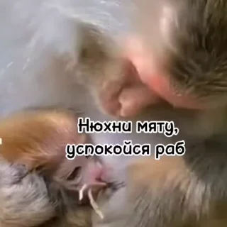 👨‍✈️ emoji Стикеры 👉 @animokubot Telegram sticker 18 of 48