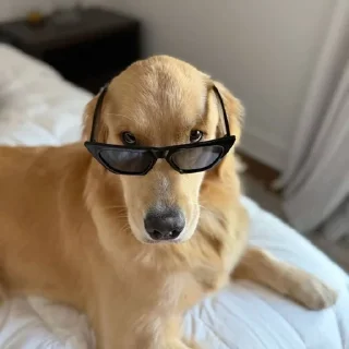 😎 emoji Golden Retriever⚜️ Telegram sticker 20 of 30
