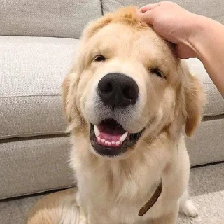 😃 emoji Golden Retriever⚜️ Telegram sticker 15 of 30