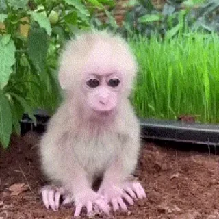 🌧 emoji 🐒 MonkeyGorilla by @mackerelsticker Telegram sticker 12 of 120
