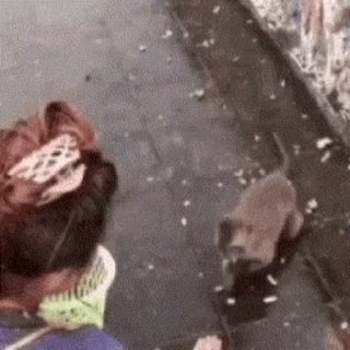 😅 emoji 🐒 MonkeyGorilla by @mackerelsticker Telegram sticker 9 of 120