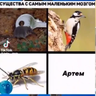 👽 emoji Артём Telegram sticker 8 of 8