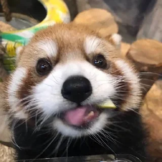 Sticker from red pandass