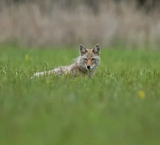 Sticker from Coyote World