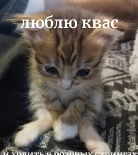 🍻 emoji котеки животеки Telegram sticker 15 of 50