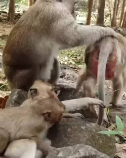 Sticker from Упырь